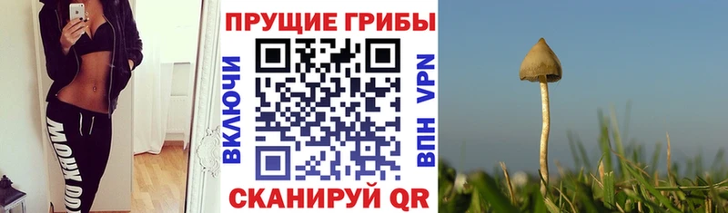 цены наркотик  Аргун  даркнет какой сайт  Псилоцибиновые грибы мухоморы 